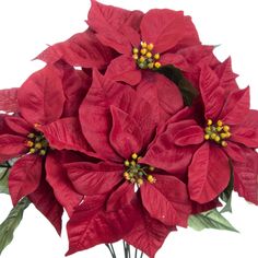 a bunch of red poinsettias with green leaves