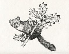 an ink drawing of a squirrel on a branch with acorns and oak leaves