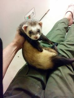 a ferret is sitting on someone's lap with his leg in the air