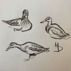 three drawings of ducks sitting next to each other