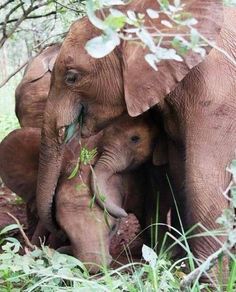 two elephants standing next to each other on a lush green forest covered field with people looking at them