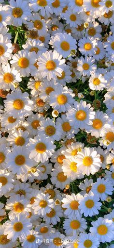 many white and yellow flowers in the grass