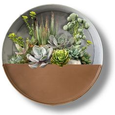 a metal plate with succulents and other plants in it on a white background