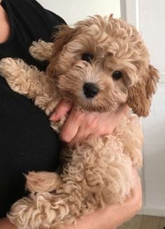 a person holding a small brown dog in their arms and wearing a black t - shirt