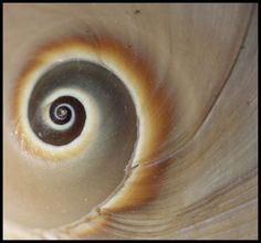 the inside of a spiral shaped object with brown and white paint on it's surface