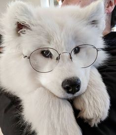 a white dog wearing glasses is being held by a man