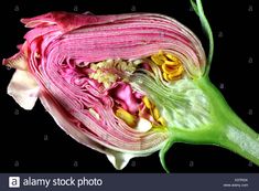 the inside of an artichoke flower with its petals opened and flowers still attached to it - stock image