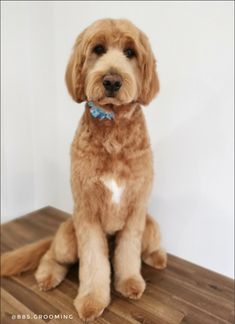 a brown dog sitting on top of a wooden floor next to a white wall with a toothbrush in it's mouth