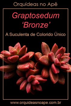 an image of some flowers with the words gratioseum bronzoe written in spanish