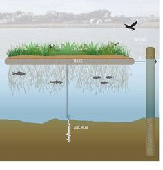 an image of the water level with plants growing out of it and birds flying above