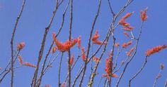 red flowers are blooming on the branches of trees in front of a blue sky