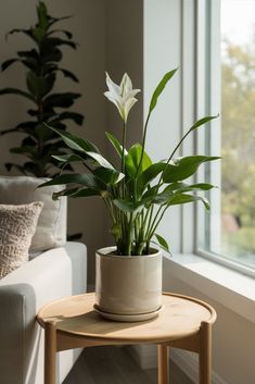 a potted plant sitting on top of a wooden table next to a white couch