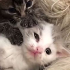 two kittens cuddle together on the fur