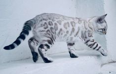 a gray and black cat walking on top of a white wall