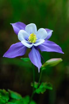 a purple and white flower with green leaves