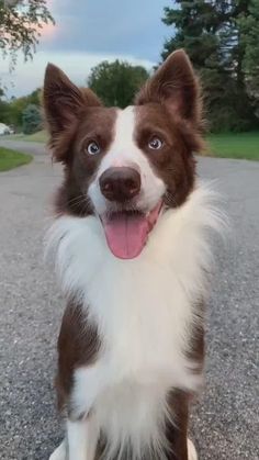 a brown and white dog sitting on top of a gravel road