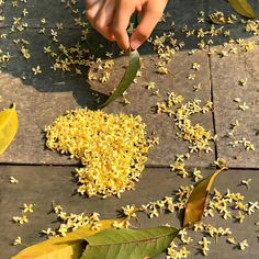 someone is peeling yellow flowers from the tree