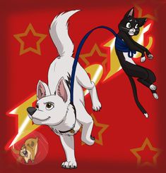 two dogs and a cat are on leashes in front of a red background with stars