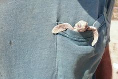 a man is wearing a blue shirt with a bird on it's back pocket