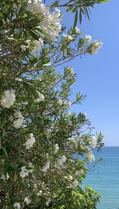 white flowers are growing near the ocean on a sunny day