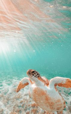 a sea turtle swimming in the ocean