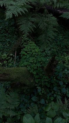 an animal is standing in the middle of some plants and trees with its head on a tree branch