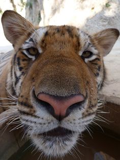 a close up of a tiger looking at the camera