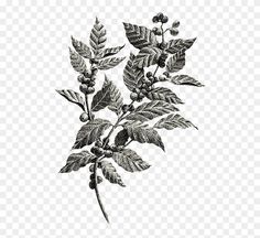 black and white drawing of leaves and berries on a branch, hd png clipart