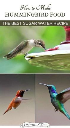 Hummingbird Sugar Water, Sugar Water For Hummingbirds, Make Hummingbird Food, Feeding Hummingbirds, Homemade Hummingbird Food, Hummingbird Nectar Recipe, Hummingbird Food, Hummingbird Nectar, Hummingbird Plants