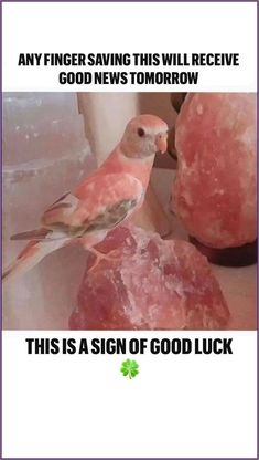 a bird sitting on top of a rock next to some pink rocks with words above it