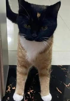 an orange and white cat standing on top of a black counter next to a mirror