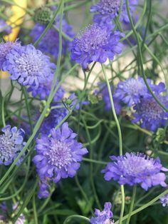 purple flowers are growing in the garden