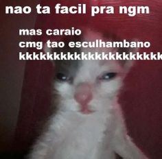 a cat with its tongue sticking out sitting in front of a red wall and the caption reads, nao ta facil pra ngm mas caraio