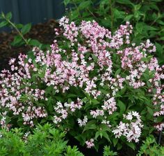 pink and white flowers blooming in the ground next to green plants with purple leaves