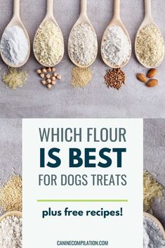 four wooden spoons filled with different types of dog treats and the words which flour is best for dogs treats? plus free recipe