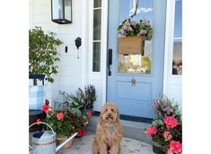 a brown dog sitting in front of a blue door with pink flowers on the side