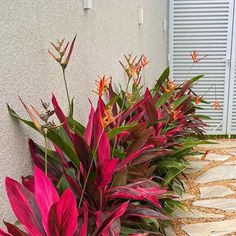 red and green plants in front of a house on the side of a road with gravel