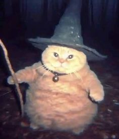 an orange cat wearing a witches hat and holding a stick