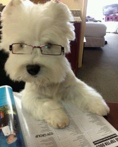 a white dog wearing glasses sitting on top of a book