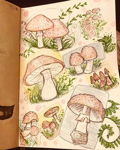 an open book with drawings of mushrooms on it