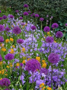 purple and yellow flowers are growing in the garden