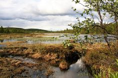 a swampy area with water and grass in the foreground on a cloudy day