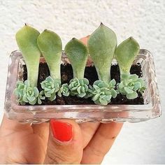 someone is holding up a small glass container with succulents in it,