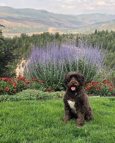 a brown dog sitting on top of a lush green field next to purple and red flowers