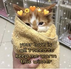 a cat wrapped up in a towel with hearts on its head and the caption, your love is all i need to keep me warm this winter