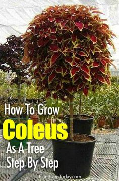 a potted plant with the title how to grow coleius as a tree step by step