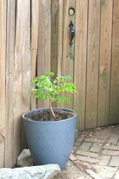 a potted plant sitting on the ground next to a wooden fence