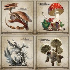 four different types of mushrooms are shown