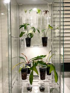 the plants are growing in the glass case