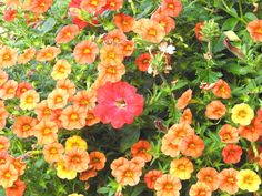 many orange and yellow flowers with green leaves